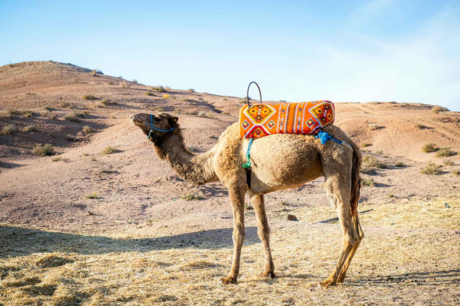 Camel saddled with an orange blanket, standing on straw below a hillside