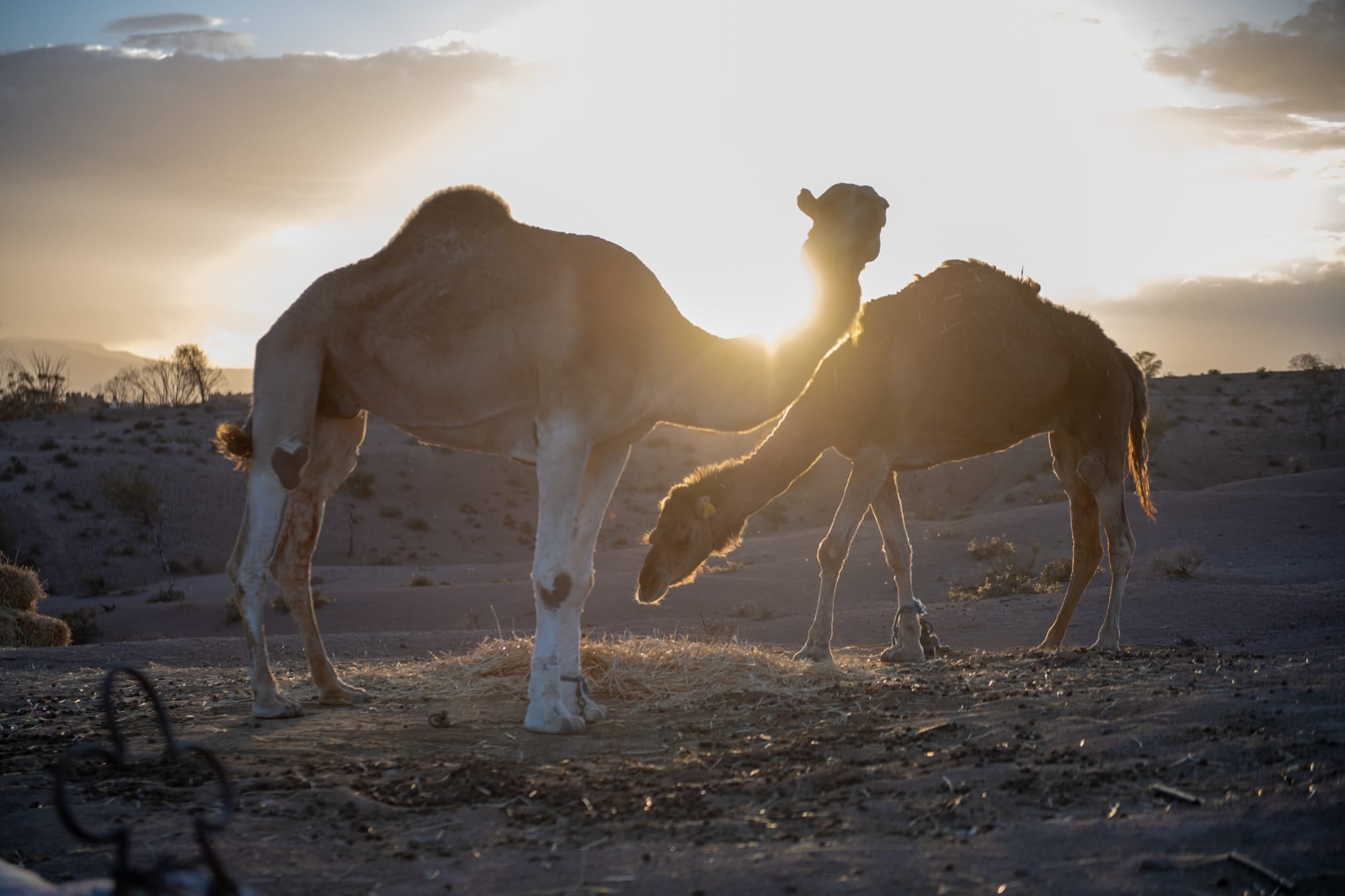 Due cammelli accanto a un mucchio di paglia, controluce al tramonto, colline del deserto sullo sfondo