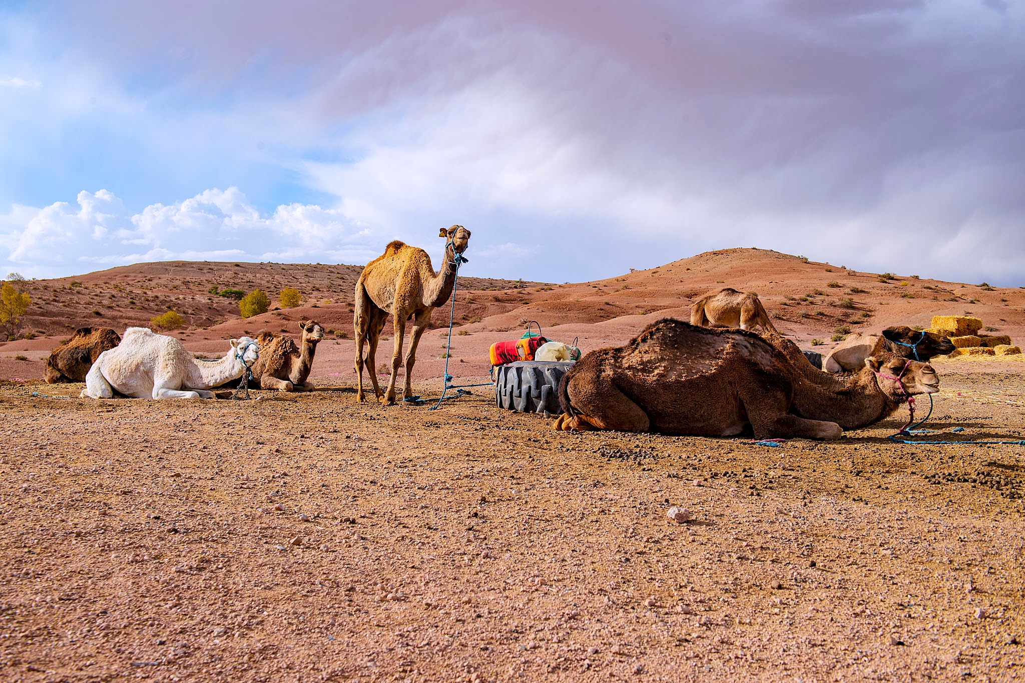 Camel Trekking