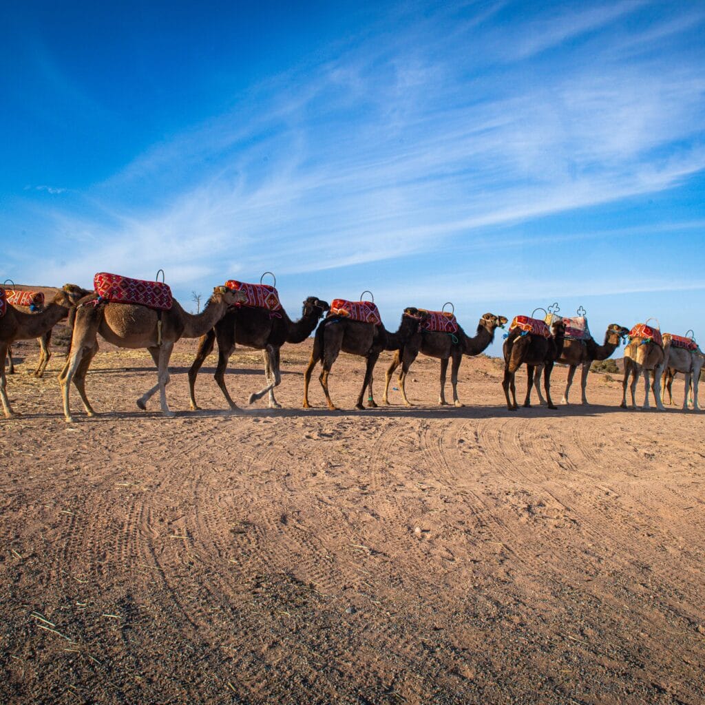 10 Magical Reasons to Book a Sunset Camel Ride Marrakech in the Agafay