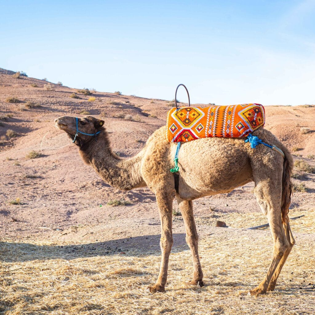 Agafay camel ride at sunset with Atlas Mountains in the background near Marrakech