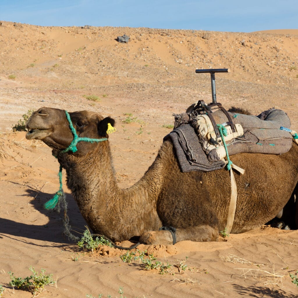 Marrakech Family Activities: Best Desert & City Experiences