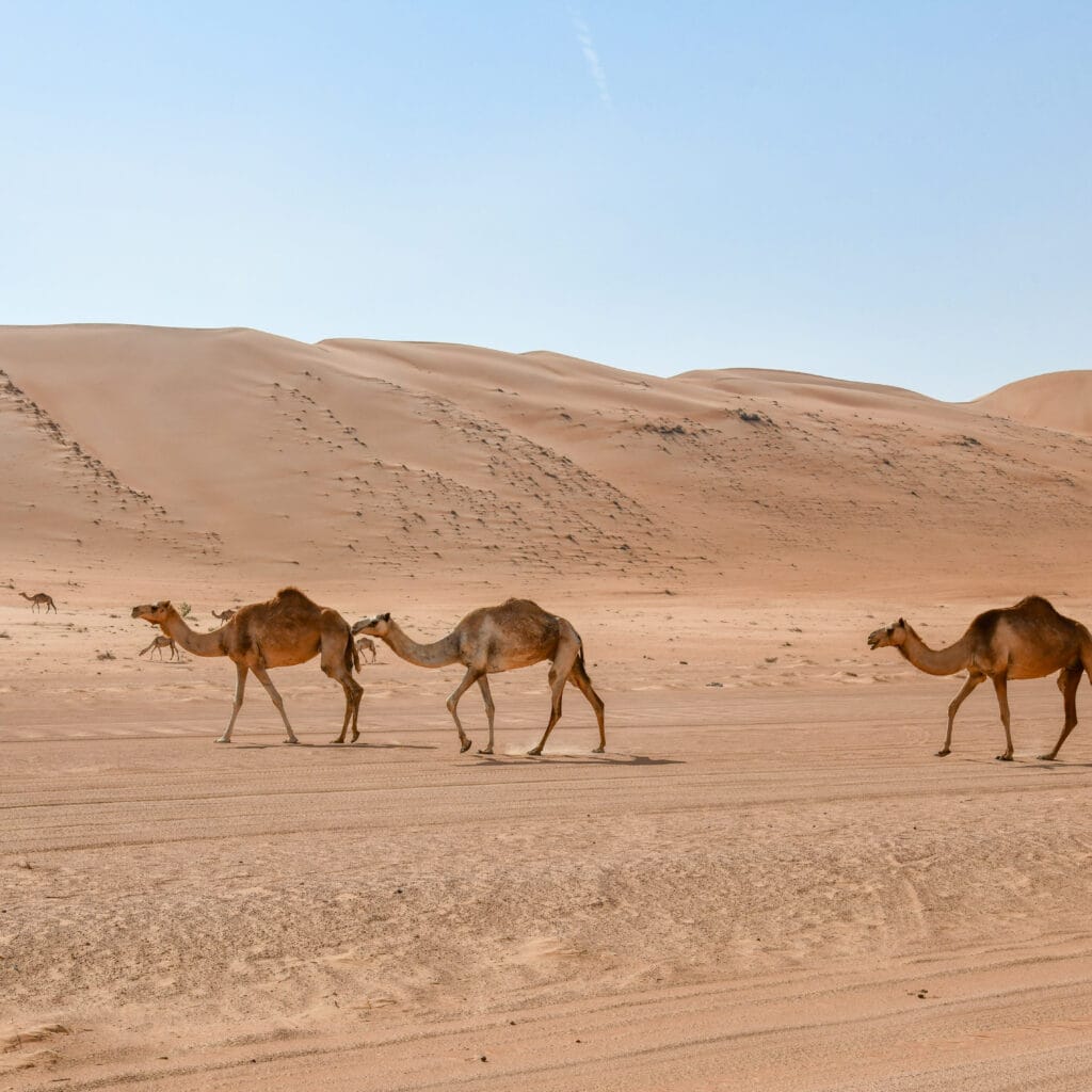 Marrakech Family Activities: Best Desert & City Experiences