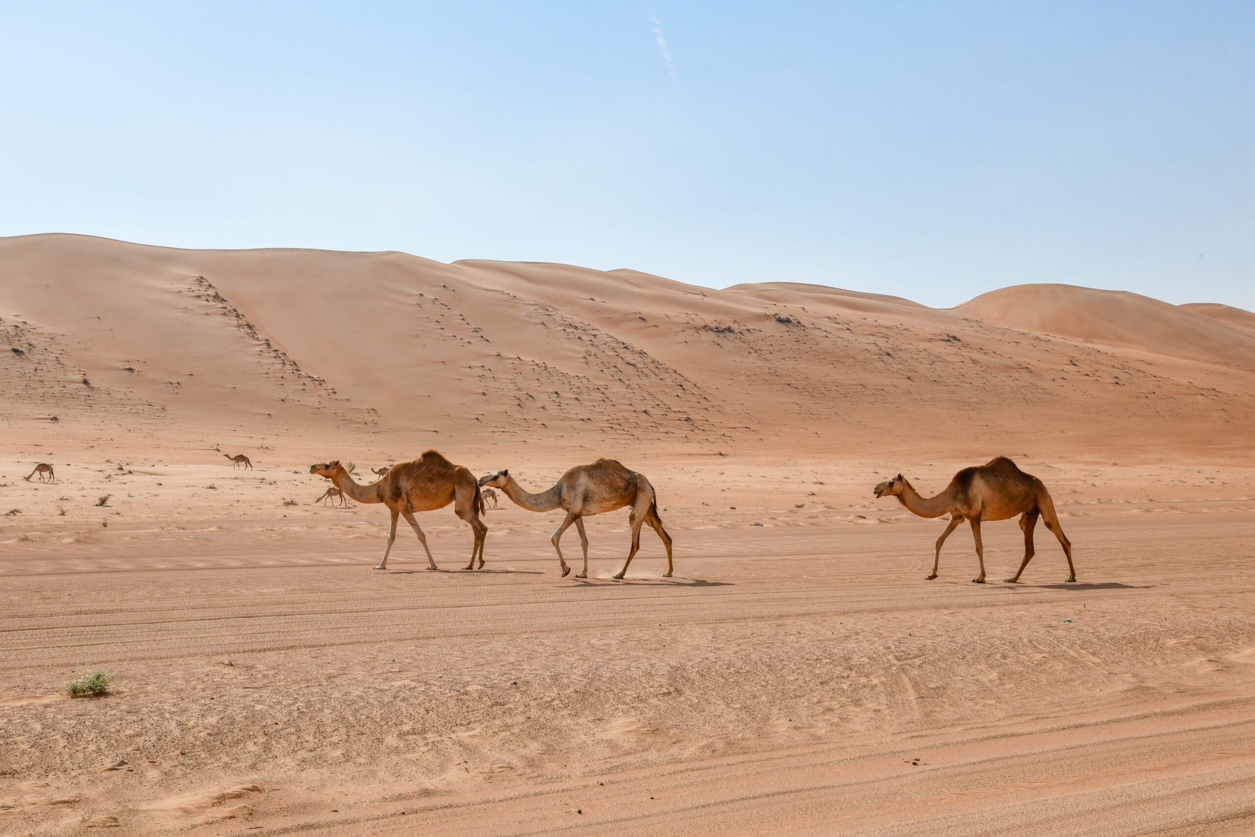 Desert Day Trip Packing List: 10 Essentials to Bring 2 Marrakech Family Activities: Best Desert & City Experiences