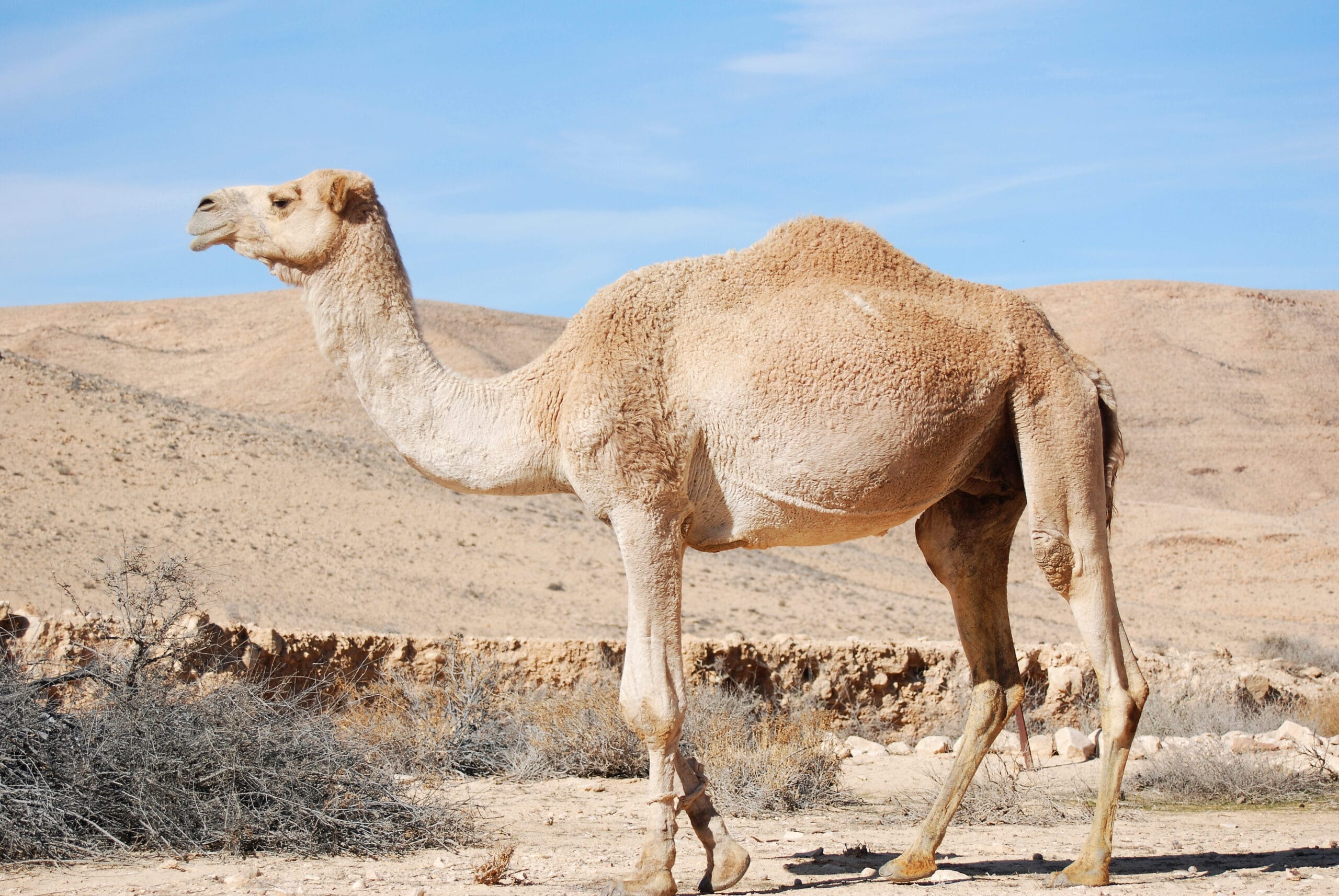 Top 10 Ways to Enjoy Quad Biking and Camel Riding in Marrakech