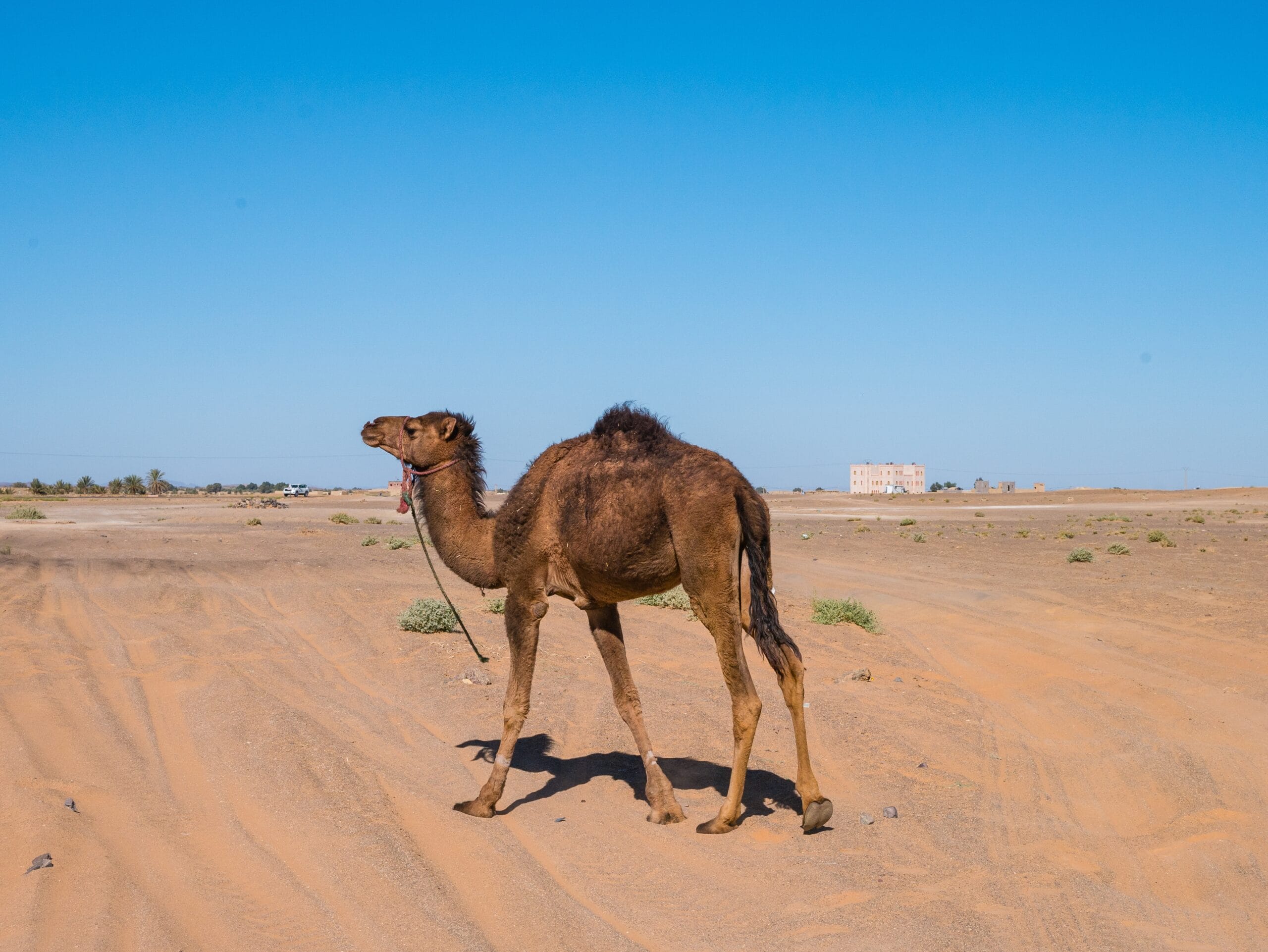 Dromedary vs Camel: 10 Real Differences to Know Before You Ride in Morocco 2 Dromedary vs Camel: 10 Real Differences to Know Before You Ride in Morocco