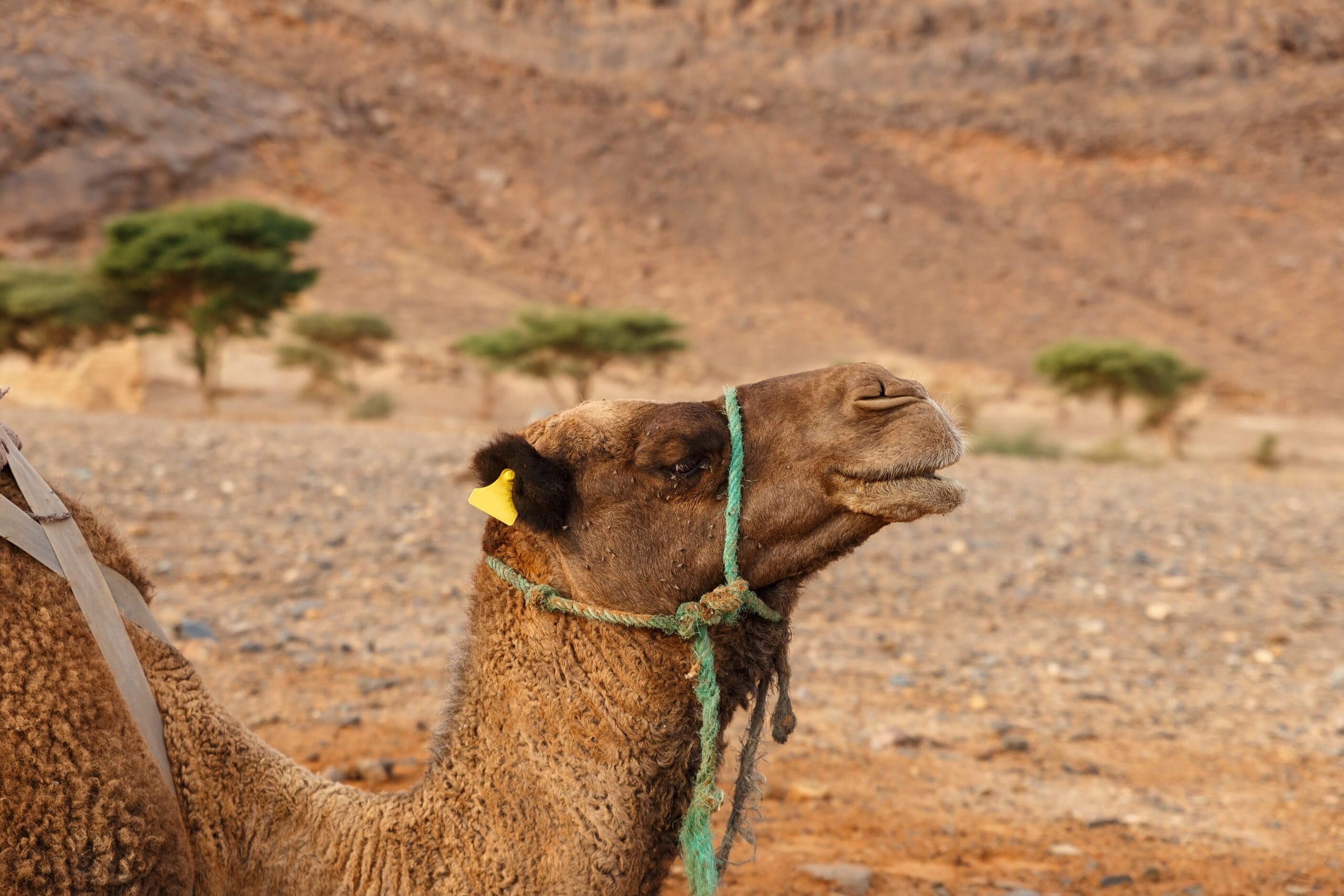 Dromedary vs Camel: 10 Real Differences to Know Before You Ride in Morocco 1 Dromedary vs Camel: 10 Real Differences to Know Before You Ride in Morocco