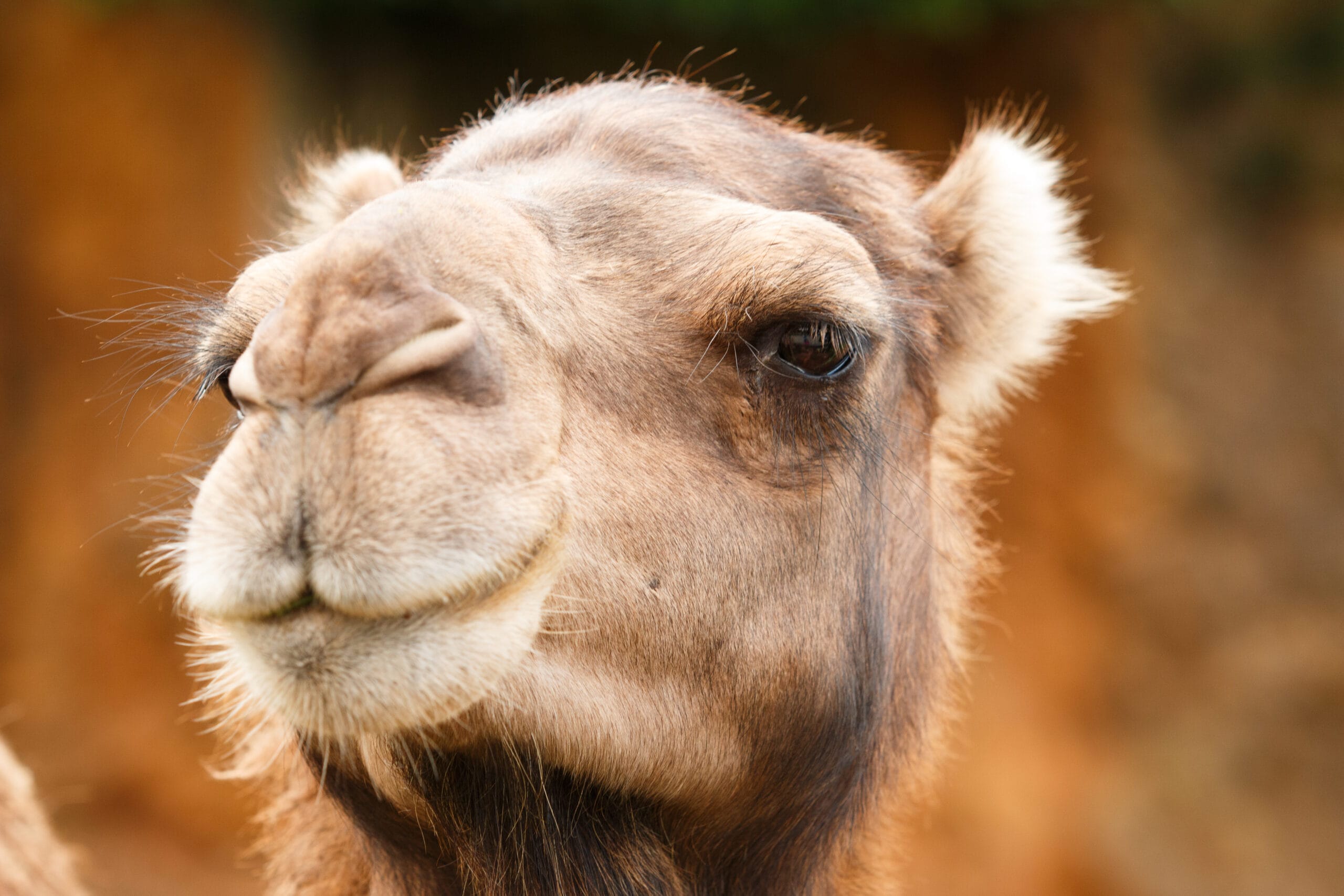 Dromedary vs Camel: 10 Real Differences to Know Before You Ride in Morocco