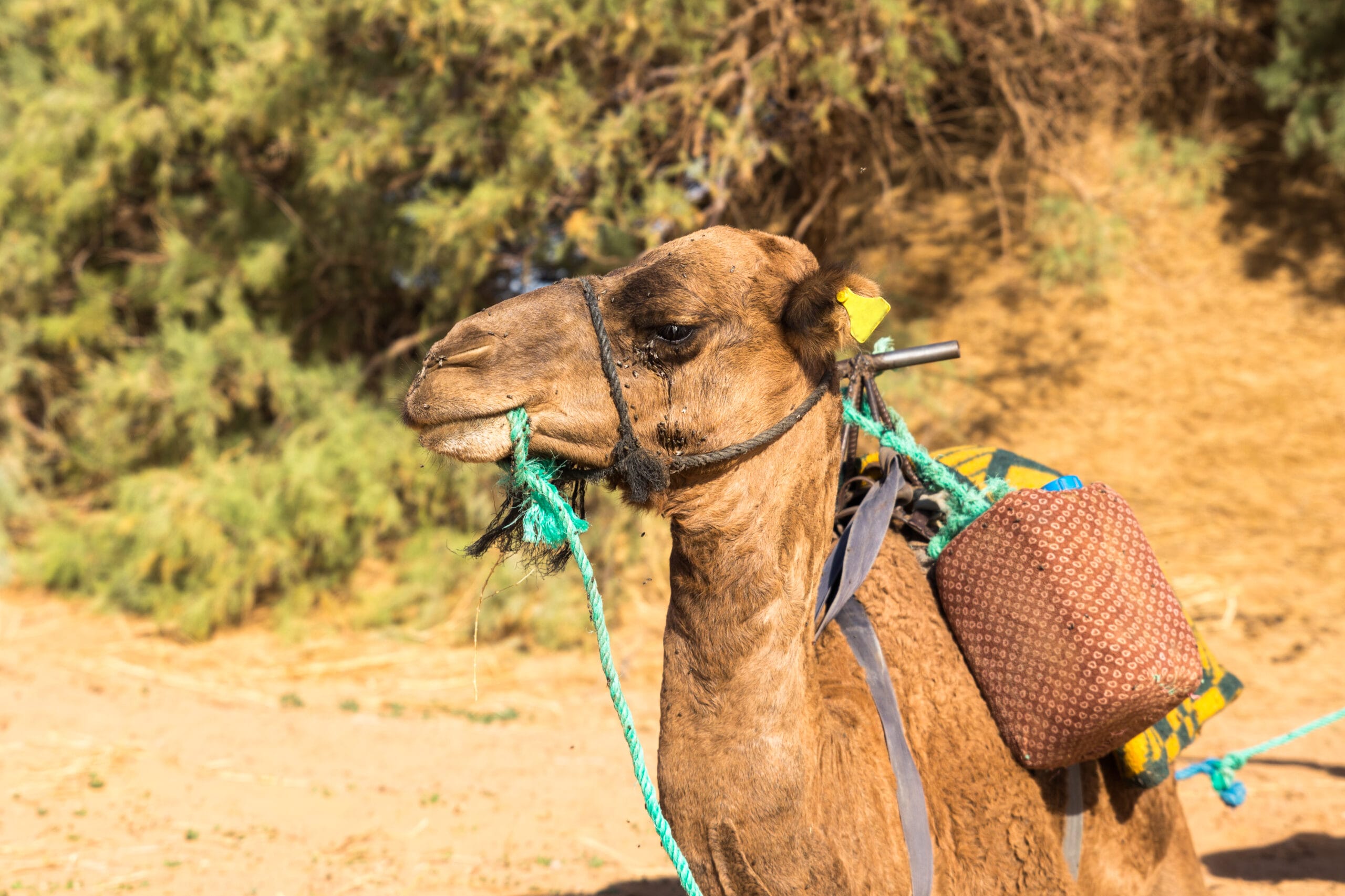 Top 10 Ways to Enjoy Quad Biking and Camel Riding in Marrakech